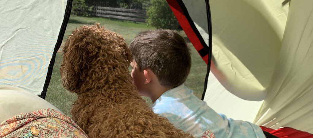 Multigeneration Labradoodles Alberta